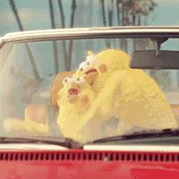 广东普罗旺斯花海,普罗旺斯的薰衣草紫色花海