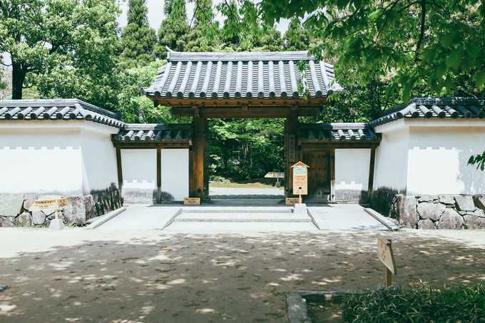 紫藤花开的季节去看锦鲤成了精，据说转发会有好运