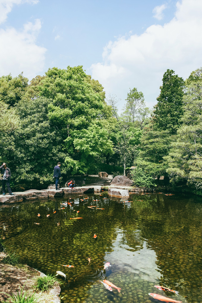 紫藤花开的季节去看锦鲤成了精，据说转发会有好运