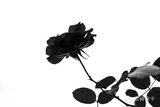 新手入门摄影买徕卡什么相机,徕卡m相机入门教程和拍照技巧