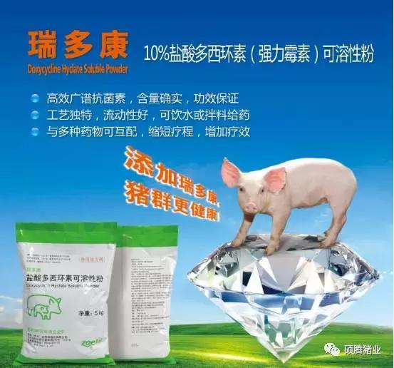 “瑞多康”+“瑞安欣”双剑合一：猪场扫除衣原体和弓形体的法宝