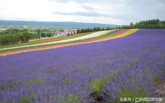 广东普罗旺斯花海,普罗旺斯的薰衣草紫色花海