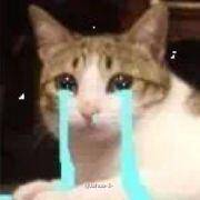 紫藤花开的季节去看锦鲤成了精，据说转发会有好运