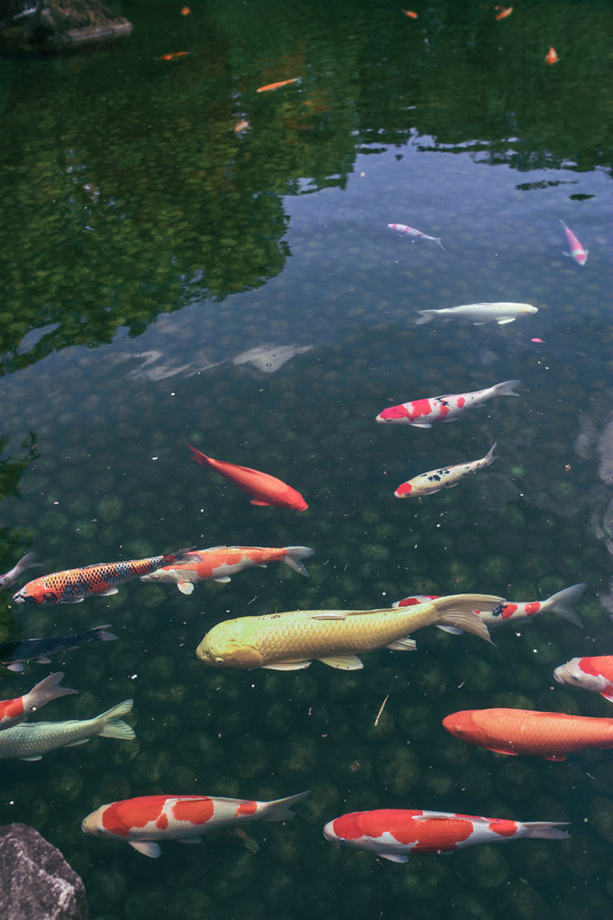 紫藤花开的季节去看锦鲤成了精，据说转发会有好运