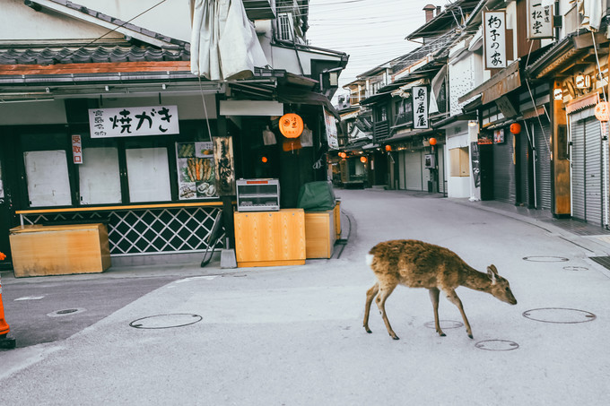 紫藤花开的季节去看锦鲤成了精，据说转发会有好运