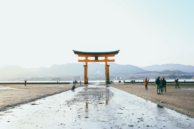 紫藤花开的季节去看锦鲤成了精，据说转发会有好运