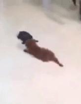 国外成年人幽默搞笑动图gif,100个绝版的搞笑gif表情包图