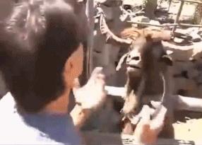 国外成年人幽默搞笑动图gif,100个绝版的搞笑gif表情包图