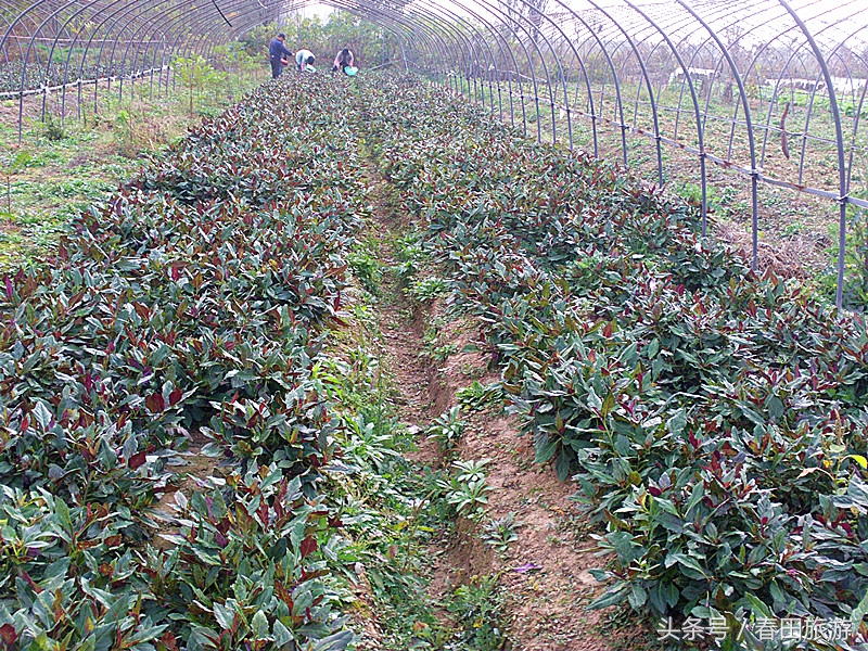 艳阳农庄休闲农业,南京金牛湖艳阳农庄度假村酒店