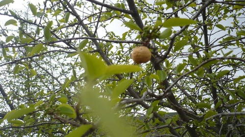 上海文玩凤眼菩提,凤眼菩提子文玩