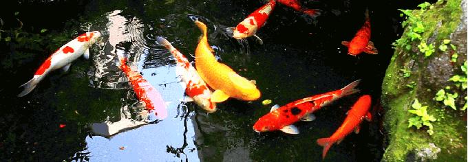 紫藤花开的季节去看锦鲤成了精，据说转发会有好运