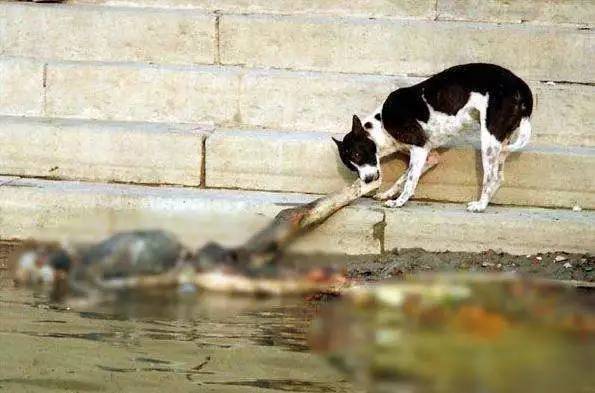 印度恒河中浮尸从哪来,纪录片印度恒河浮尸