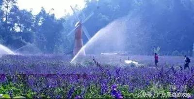 广东普罗旺斯花海,普罗旺斯的薰衣草紫色花海