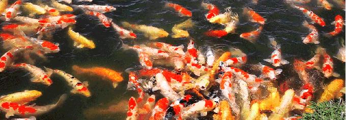 紫藤花开的季节去看锦鲤成了精，据说转发会有好运