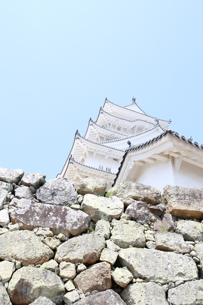 紫藤花开的季节去看锦鲤成了精，据说转发会有好运