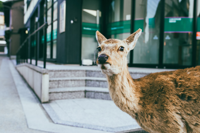 紫藤花开的季节去看锦鲤成了精，据说转发会有好运