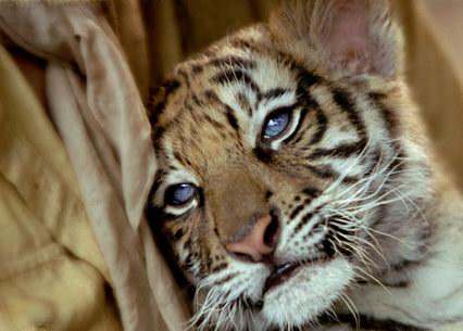 适合孩子看的八部动物电影,小朋友可以看的与动物有关的电影