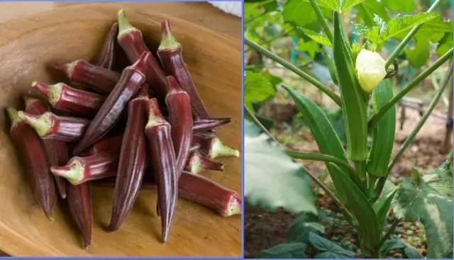 哪些美食男性吃了可以补肾,男人吃了滋补女人吃了美容养颜