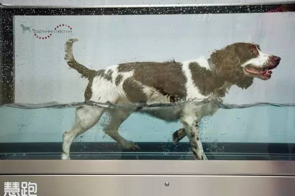 史上最强跑步机,世界顶级跑步机视频