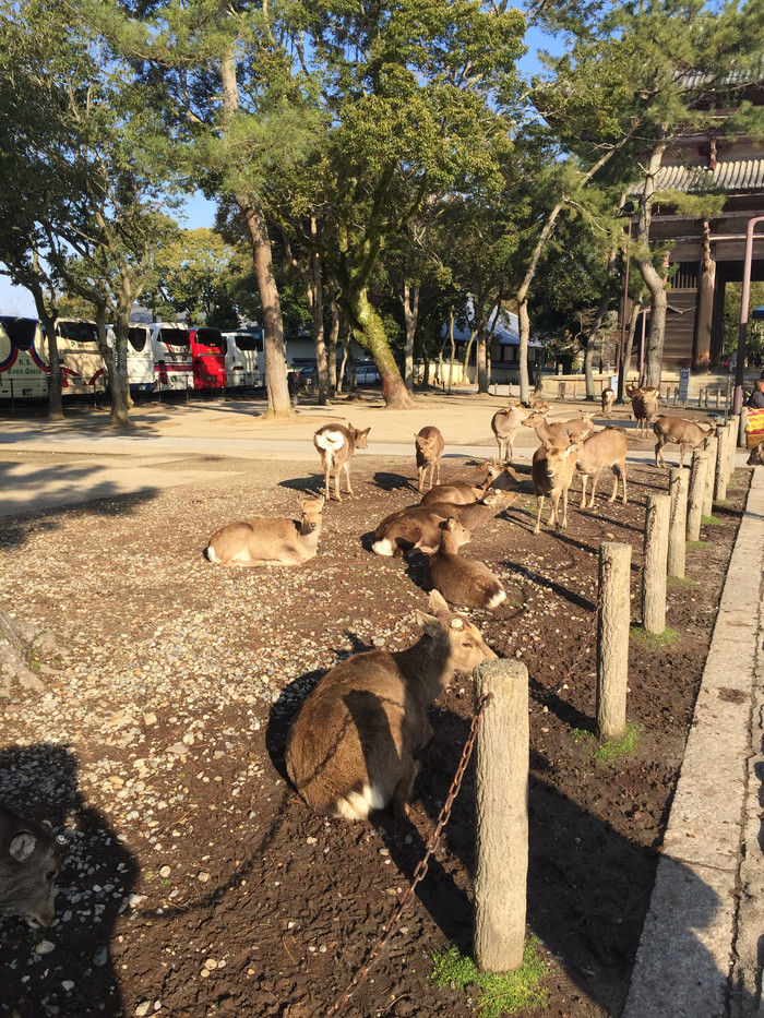 日本的冬天仍然色彩残暴,冬季日本的冰雪阳光