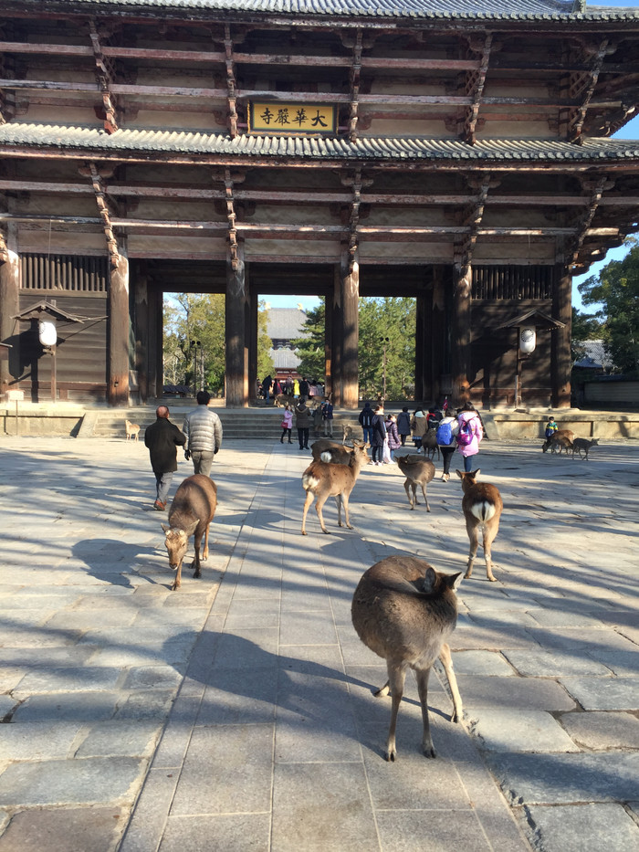 日本的冬天仍然色彩残暴,冬季日本的冰雪阳光