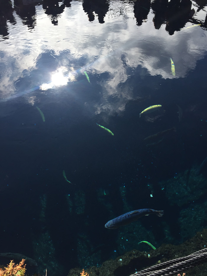 日本的冬天仍然色彩残暴,冬季日本的冰雪阳光