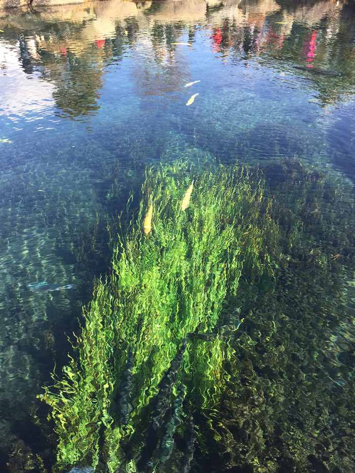 日本的冬天仍然色彩残暴,冬季日本的冰雪阳光