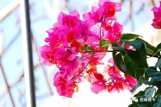 新手入门摄影买徕卡什么相机,徕卡m相机入门教程和拍照技巧