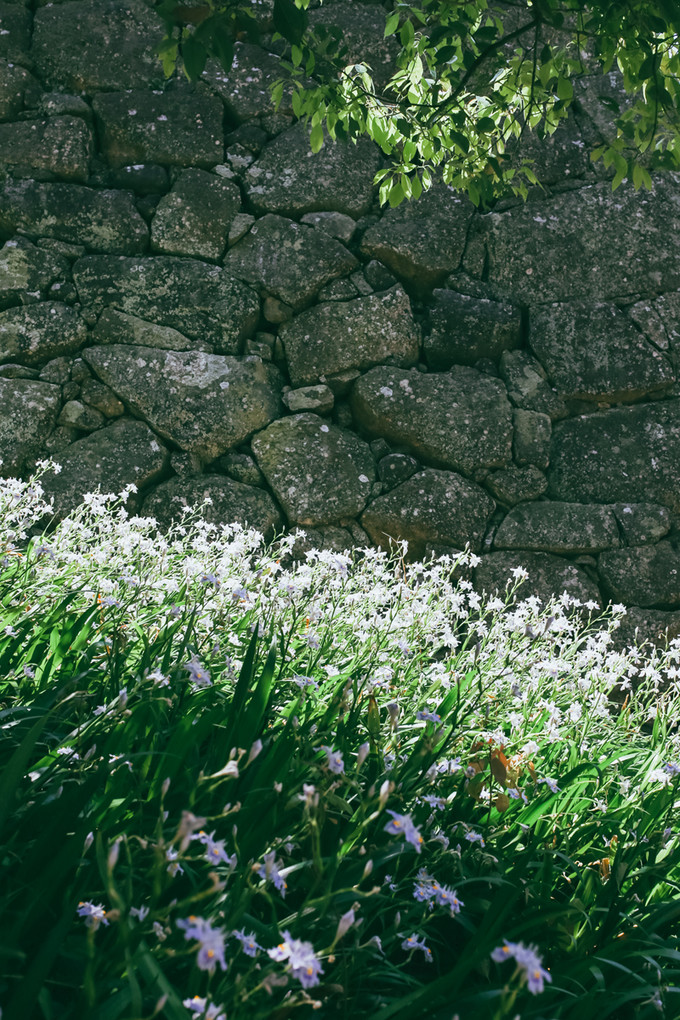 紫藤花开的季节去看锦鲤成了精，据说转发会有好运