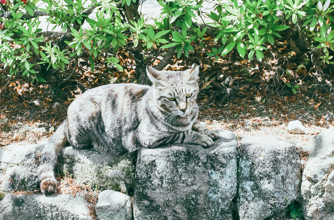 紫藤花开的季节去看锦鲤成了精，据说转发会有好运