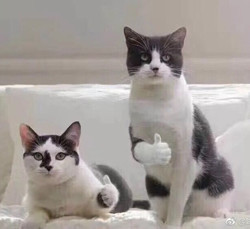 紫藤花开的季节去看锦鲤成了精，据说转发会有好运