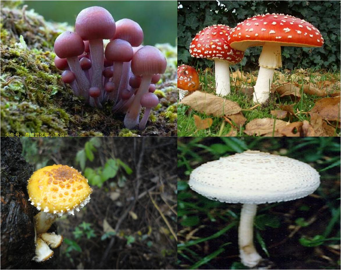 你知道毒蘑菇吃下去以后，它会对你的身体造成什么影响吗？