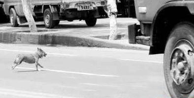 车撞死狗要不要退款,机动车撞死狗要赔钱吗