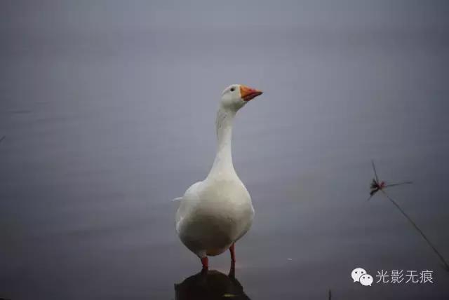 德国背包客的省钱绝招，和他们拼车自驾澳洲，半个月只花一百多刀