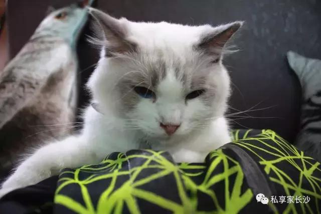 论“在餐厅一边看mao片，一边撸”，是一种什么样的体验？