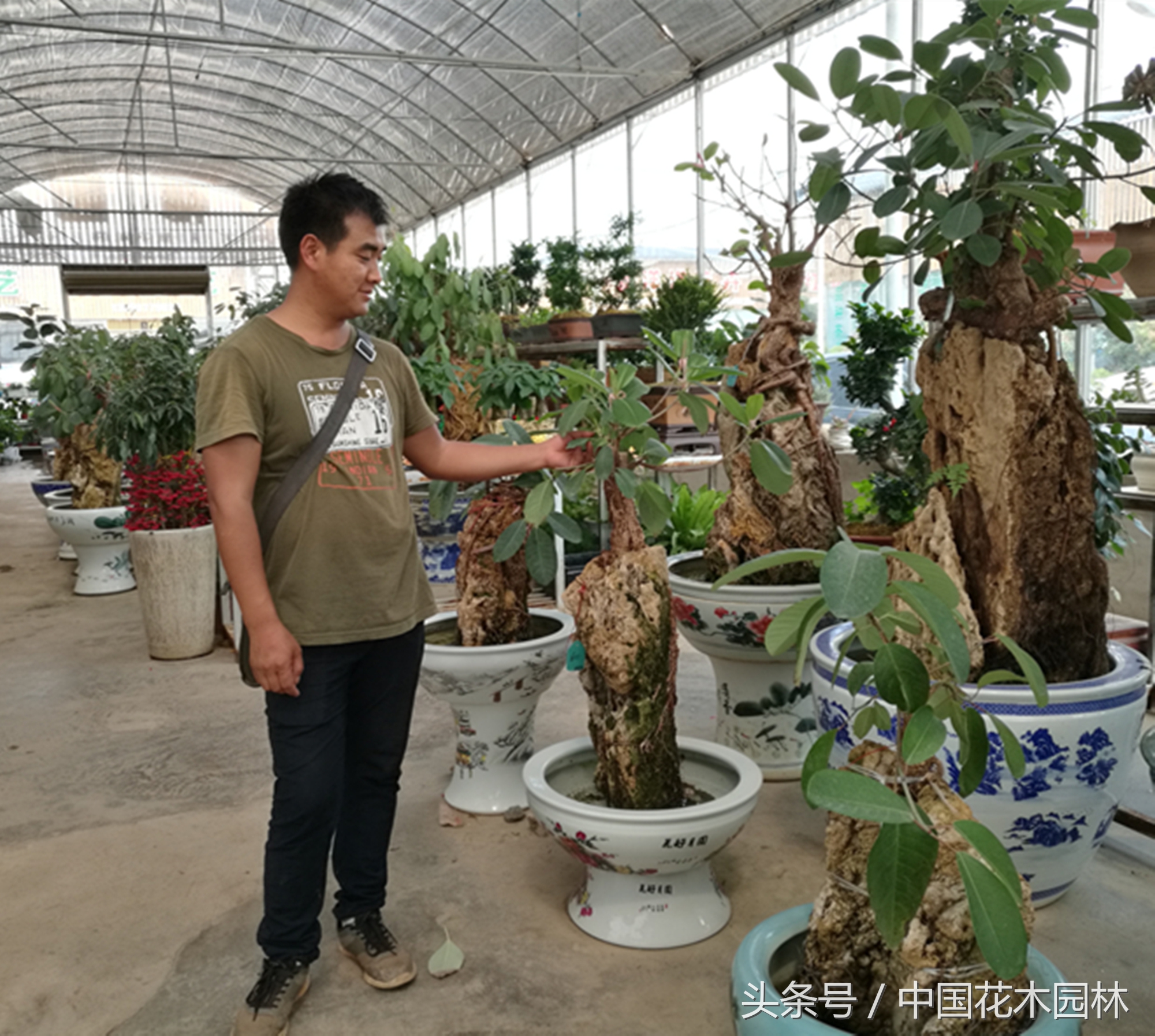 盆景市场低迷,盆景发展现状及前景