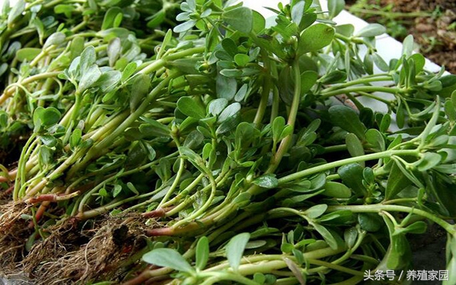 猪病知识养猪技术看图识猪病,养猪六个药方治猪病