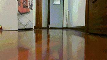 泰迪模仿主人的5种表现,泰迪真的能听懂人类的脚步声吗