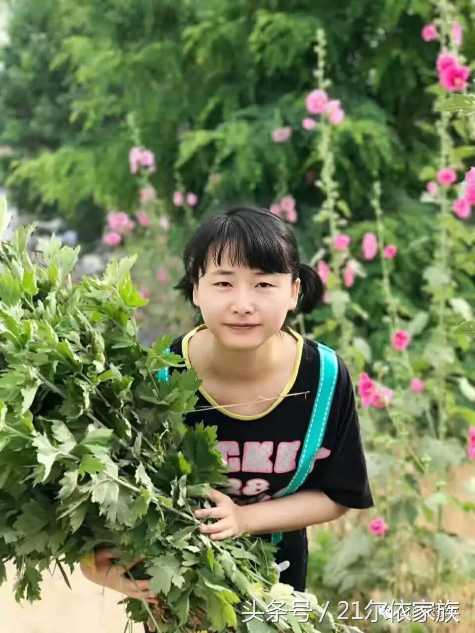 艾草对妇科炎症功效与作用,霉菌性妇科病的克星四种中草药