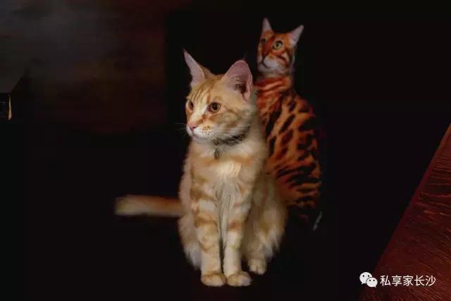 论“在餐厅一边看mao片，一边撸”，是一种什么样的体验？