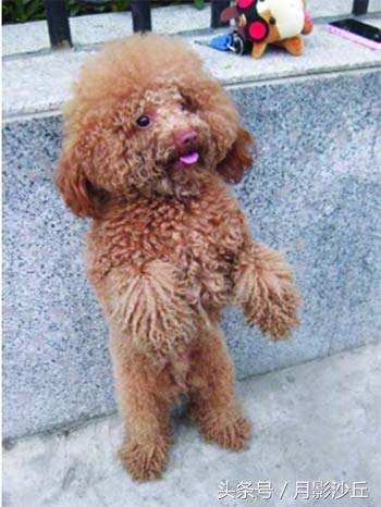 怎样能让泰迪安静下来,如何让泰迪安静下来