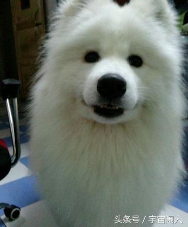 萨摩身上有黑块怎么回事,萨摩身上发现一根黑毛