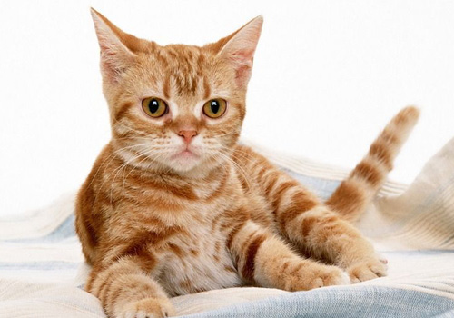 才带回家的幼猫不吃东西怎么办,幼猫几天不吃东西能喂葡萄糖吗