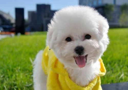 狗狗吃完驱虫药呕吐出了虫子,狗狗吃完驱虫药开始呕吐