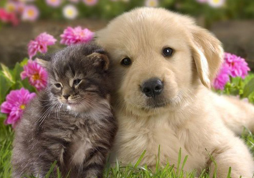 狗狗吃完驱虫药呕吐出了虫子,狗狗吃完驱虫药开始呕吐