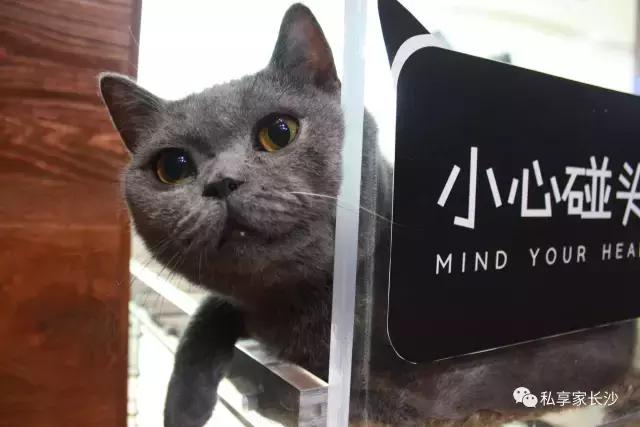 论“在餐厅一边看mao片，一边撸”，是一种什么样的体验？