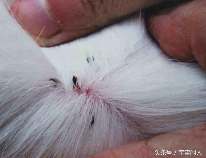 萨摩身上有黑块怎么回事,萨摩身上发现一根黑毛