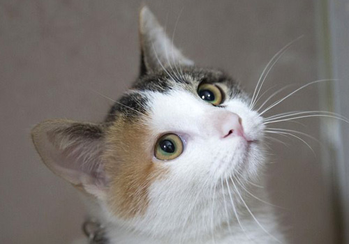 才带回家的幼猫不吃东西怎么办,幼猫几天不吃东西能喂葡萄糖吗