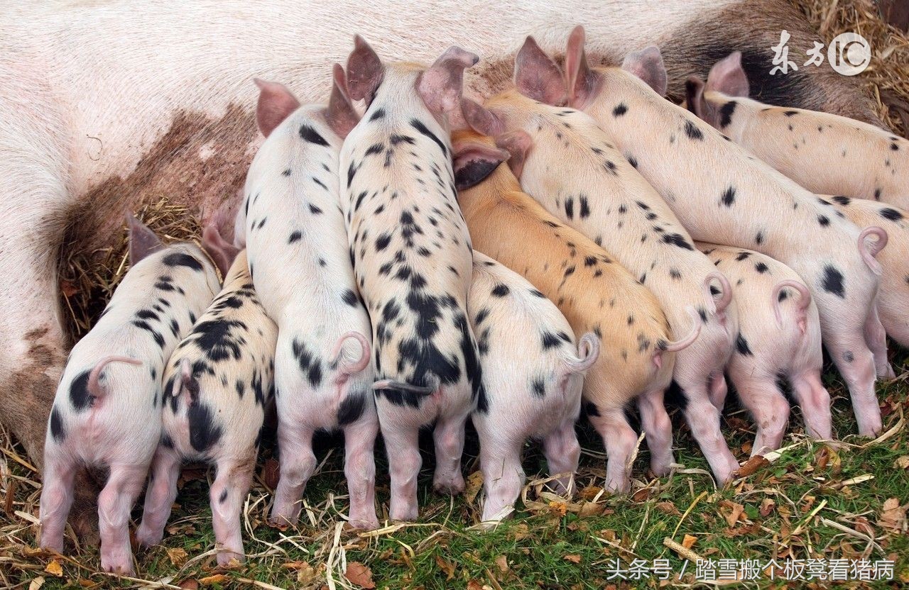 母猪助产管理,养猪实用技巧增加母猪奶水的秘诀