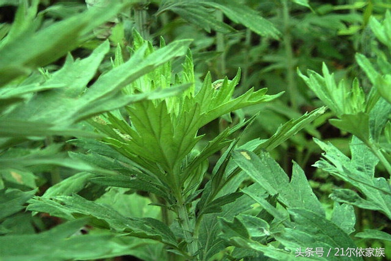 艾草对妇科炎症功效与作用,霉菌性妇科病的克星四种中草药